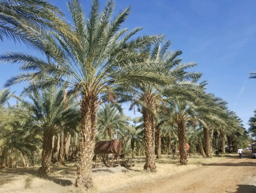 An orchard of palm trees to purchase